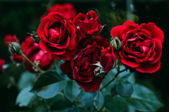Comment sauver les plantes de rose au printemps - la date d'émission. Illustration pour un article est utilisé pour une licence standard © ofazende.ru