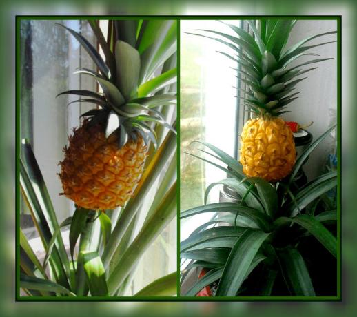 Comment cultiver l'ananas sur le rebord de la fenêtre et obtenir chambre magnifique fleur