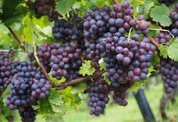 Comment planter et entretenir les vignes pour obtenir une bonne récolte