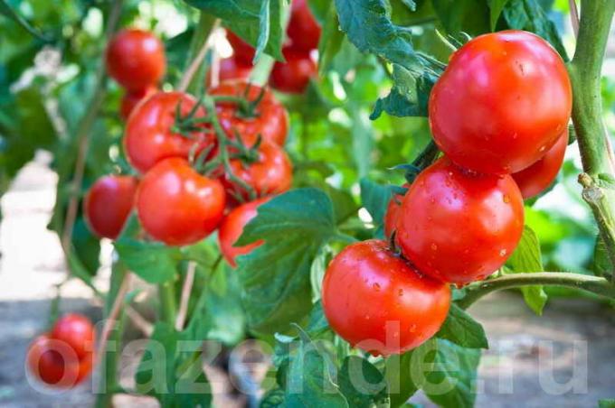 Les tomates (photo utilisée sous la licence standard © ofazende.ru)