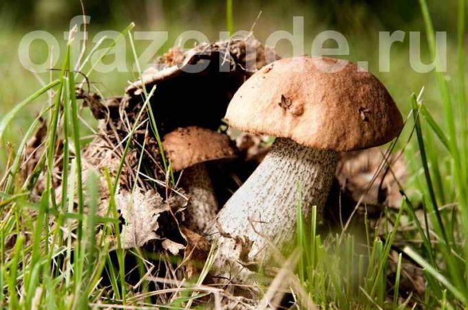 Les champignons qui poussent sur le site. Illustration pour un article est utilisé pour une licence standard © ofazende.ru