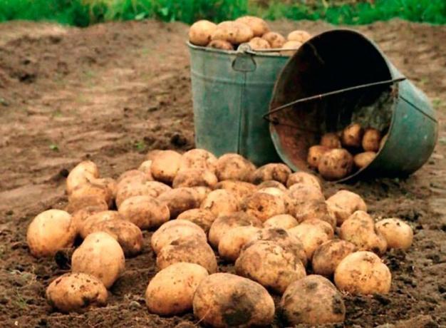 Comment augmenter le rendement des pommes de terre