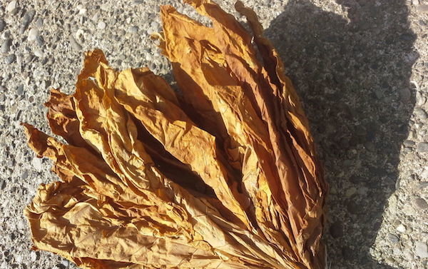 feuilles de tabac séchées sont facilement cassées et émietté entre ses mains