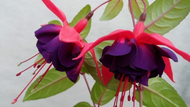 fleurs doubles avec sépales pourpre et pétales violet foncé