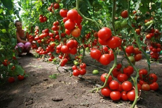 Comment cultiver des tomates (tomates)