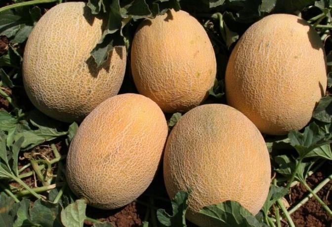 Comment cultiver une bonne récolte de melons dans le jardin. conseils pratiques