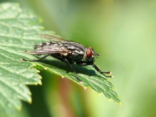 OIGNON voler - comment reconnaître et efficacement sur les plantes pour le combattre