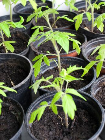 Prendre soin des plants après les jardiniers de tomates pick fournira une bonne récolte en été. Illustration pour un article est utilisé pour une licence standard © ofazende.ru