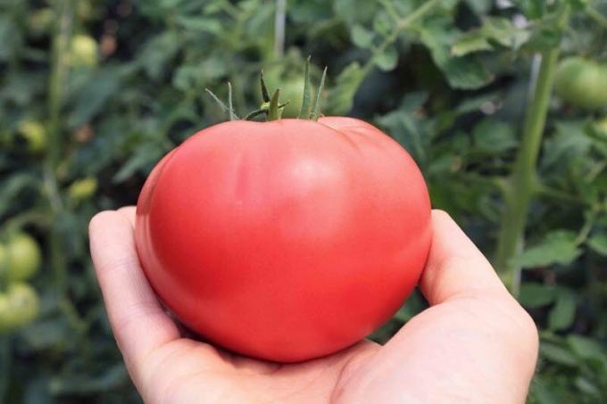 Comment augmenter la teneur en sucre des tomates, si elles sont « aigre ». recette facile