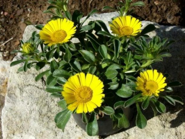 Container Gardening - plantes peu exigeantes pour votre jardin: conseils pour les jardiniers