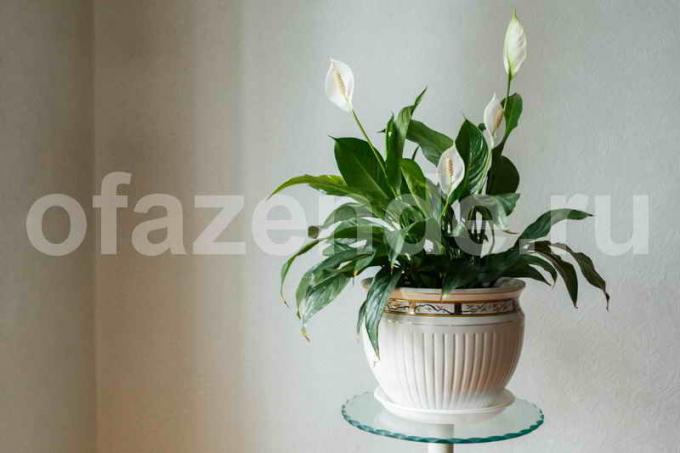 Belle houseplant Spathiphyllum (de bonheur femme)