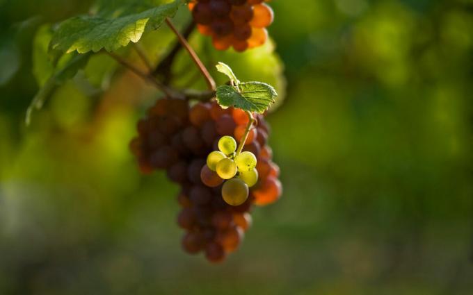 Quels sont les 3 principales règles que vous devez suivre lorsque les raisins de plantation au printemps, de continuer à recevoir des grandes cultures