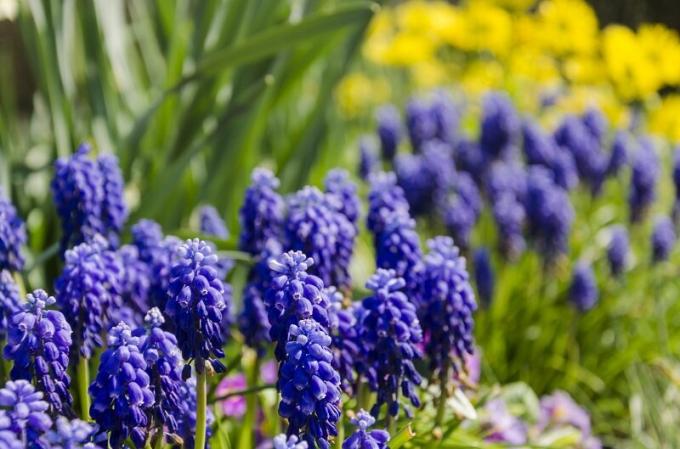 La plantation des tulipes, des jonquilles et de jacinthes à l'automne