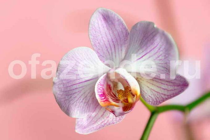 Fleur d'orchidée. Illustration pour un article est utilisé pour une licence standard © ofazende.ru