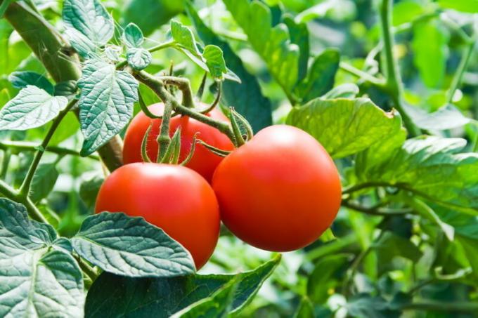 Les tomates ne doit pas être planté après les fraises. Illustration pour un article est utilisé pour une licence standard © ofazende.ru