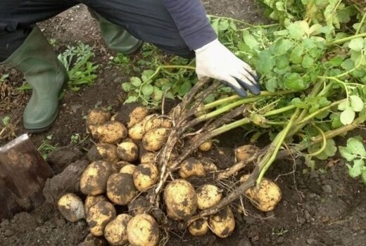 Comment faire pousser des pommes de terre précoces