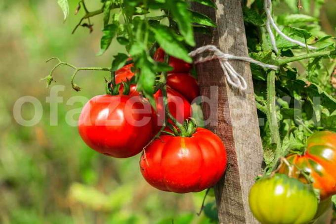 tomates jarretières. Illustration pour un article est utilisé pour une licence standard © ofazende.ru