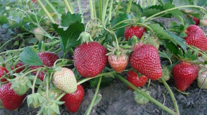 Voisins utiles pour les fraises: il est préférable de planter à côté de la baie