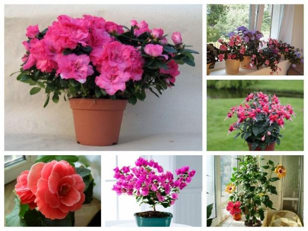 6 plantes d'intérieur avec la floraison luxuriante: la décoration de toute la maison