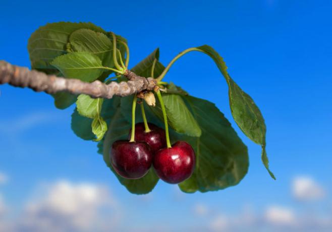 Cerises Fertilisation: Pansements options