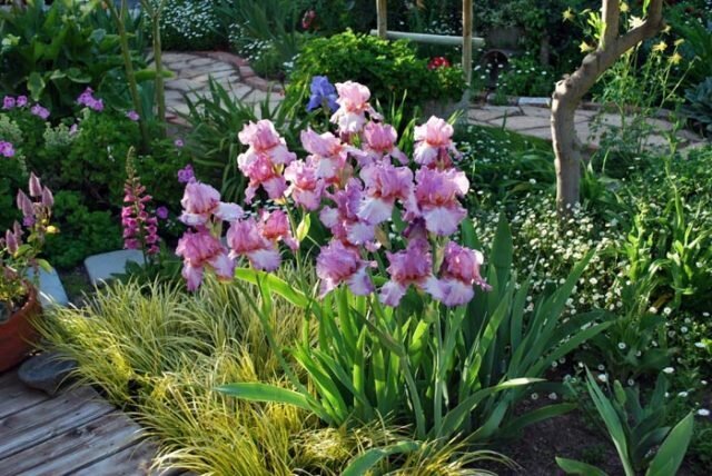 Iris sur un parterre de fleurs mixtes
