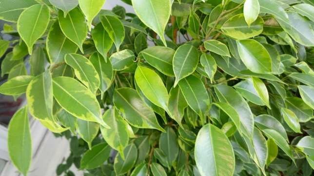 Ce qu'il veut Ficus benjamina? 5 conseils simples pour une croissance saine