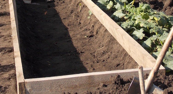 4, la méthode d'application des aiguilles utiles dans le jardin
