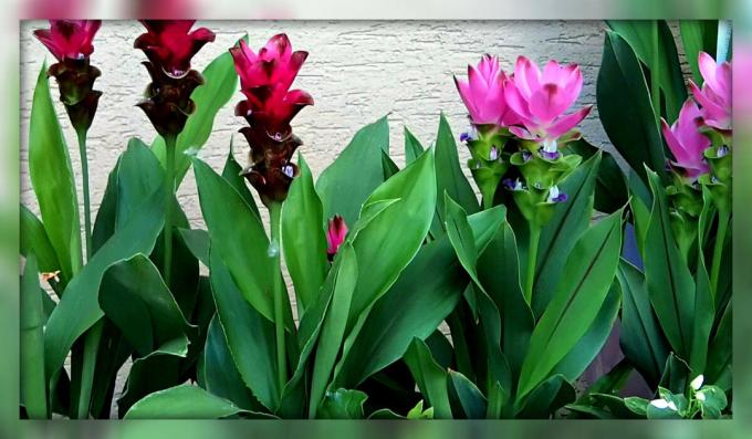 Comment faire pousser sur un rebord de fenêtre et obtenir le curcuma juste magnifique chambre de fleurs