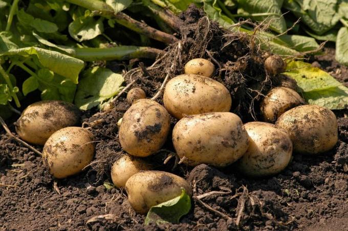 La plantation des pommes de terre sans creuser le sol ou ma méthode qui donne des résultats