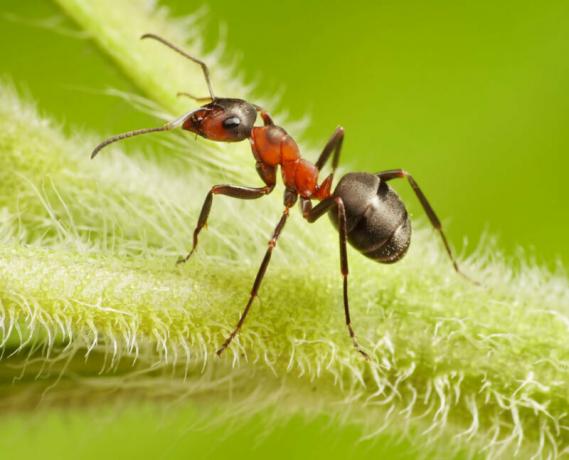 Des moyens efficaces de fourmis jardin introuvable!