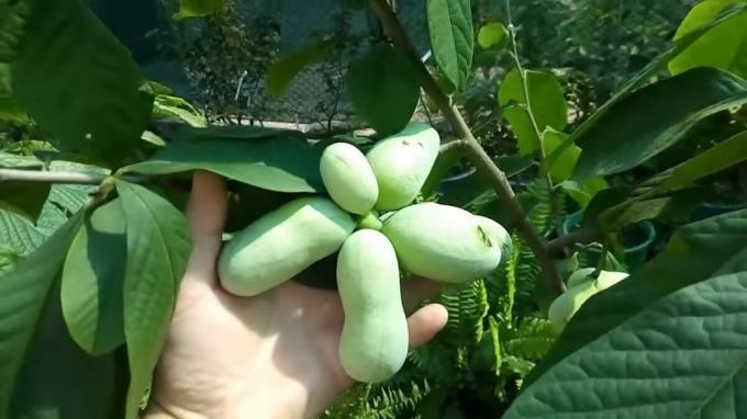 Papaye - "Banana Tree", un fruit délicieux qui protègent contre le cancer. La culture et les soins