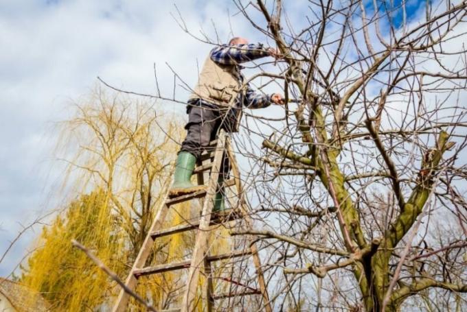 Comment limer les branches sur les arbres fruitiers