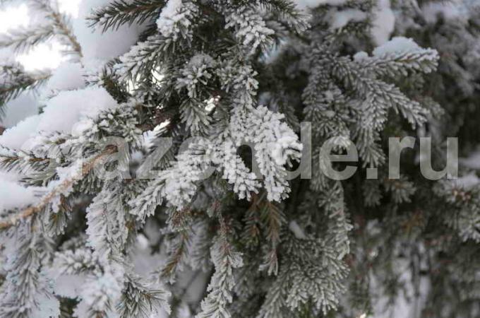 Préparation des arbres conifères pour l'hiver. Illustration pour un article est utilisé pour une licence standard © ofazende.ru