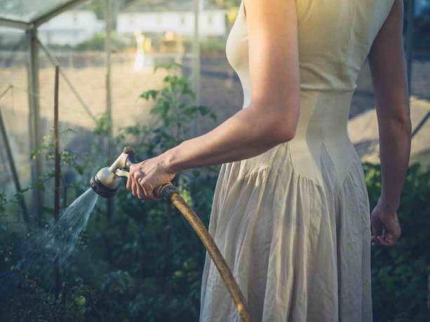 Un arrosage adéquat, la fertilisation et le soin des tomates