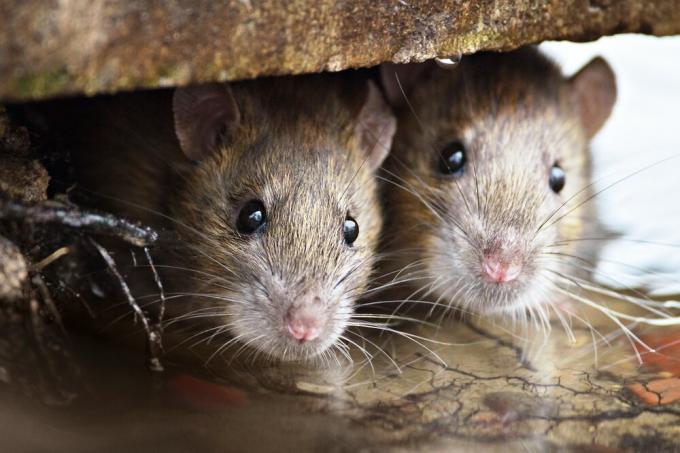 Qu'est-ce que les souris ne mordent pas l'isolation? Les résultats de l'expérience.