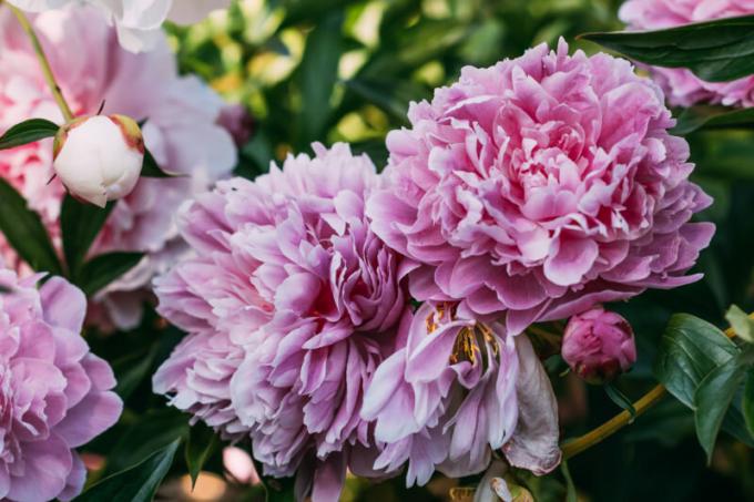 Pivoines en Octobre - Novembre: les secrets de la plantation, les soins et la propagation