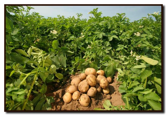 Comment obtenir une récolte record de pommes de terre sur sa terre pour un court laps de temps