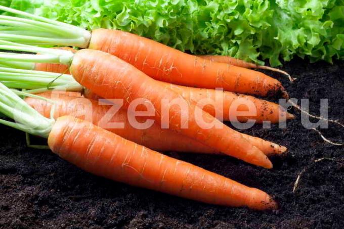 Les carottes. Illustration pour un article est utilisé pour une licence standard © ofazende.ru