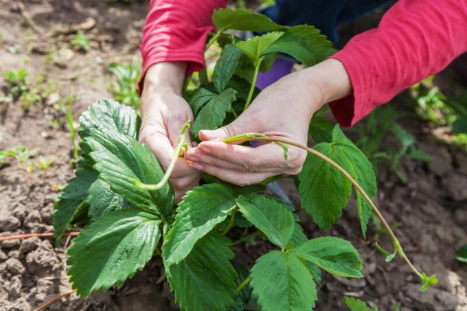 Couper les feuilles de fraises et de la moustache