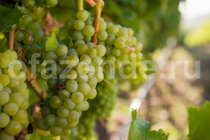 Pour une bonne récolte - la formation de brousse vigne