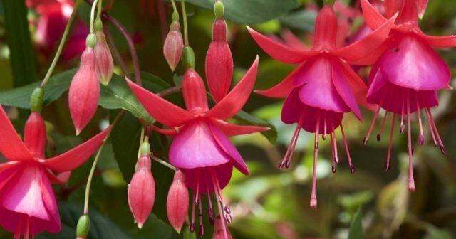 Fuchsia plante: les photos, les espèces, la culture, la plantation et des soins à domicile