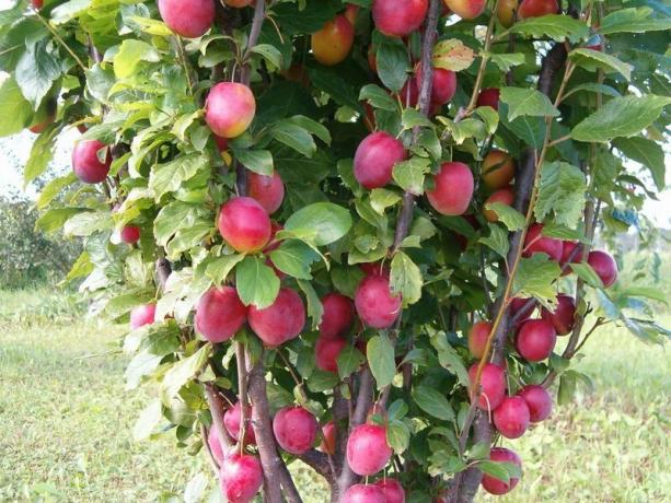 Comment faire pousser un arbre de prune et de recueillir une riche moisson de chaque année