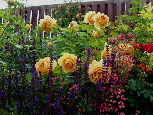 Que faire dans le jardin de fleurs en Juillet: 5 étapes importantes qui doivent faire maintenant