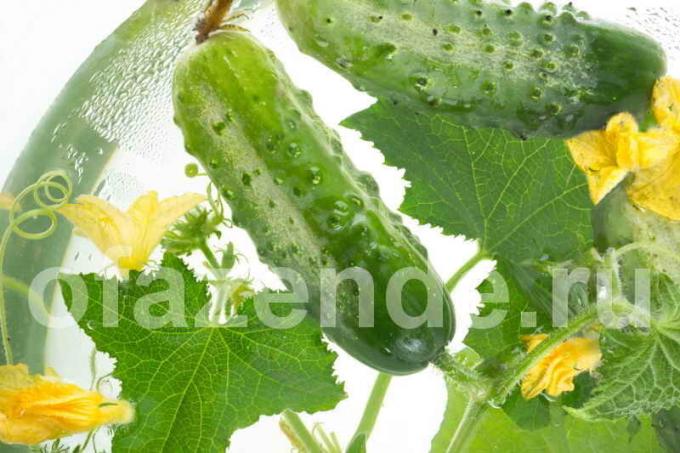 Pourquoi les feuilles de concombre tordu? Illustration pour un article est utilisé pour une licence standard © ofazende.ru