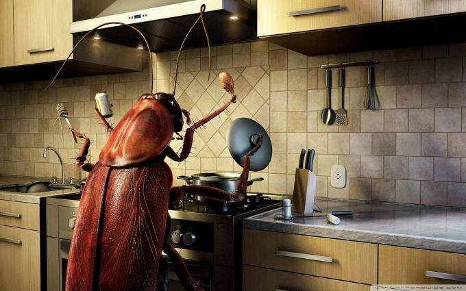 bugs dans la cuisine