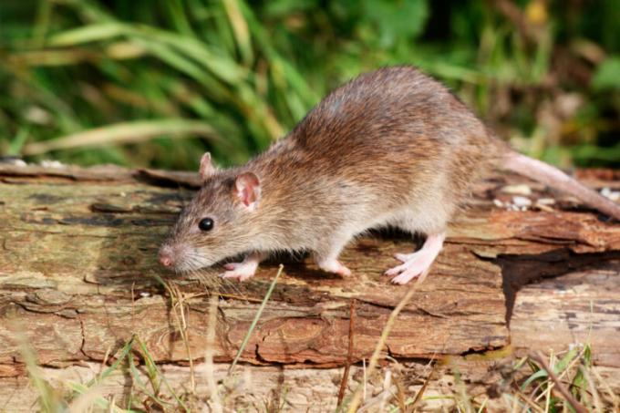 Les souris offrent beaucoup de mal à son apparition dans l'habitation humaine. Illustration pour un article est utilisé pour une licence standard © ofazende.com