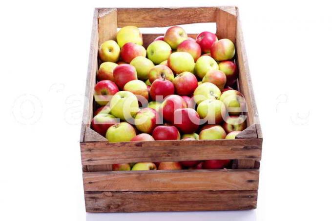 Garder les pommes. Illustration pour un article est utilisé pour une licence standard © ofazende.ru