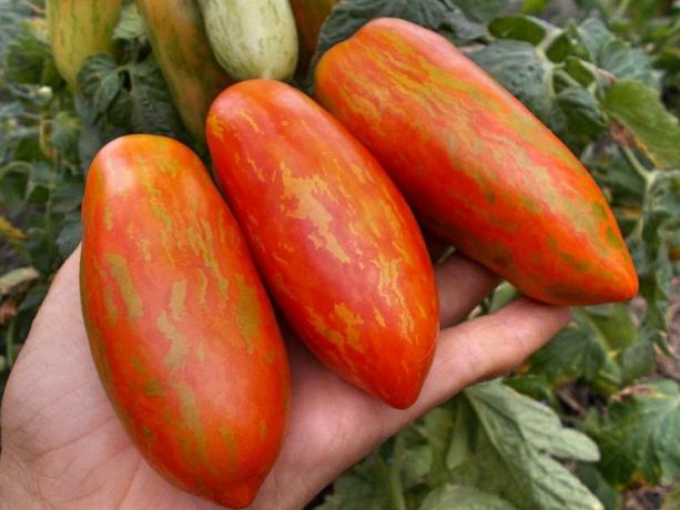 Trois variétés de tomates précoces, qui va certainement vous surprendre par son caractère unique et la productivité (partie 4)