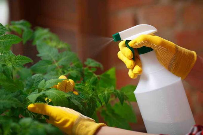 Enregistrement des tomates de la chaleur dans la serre