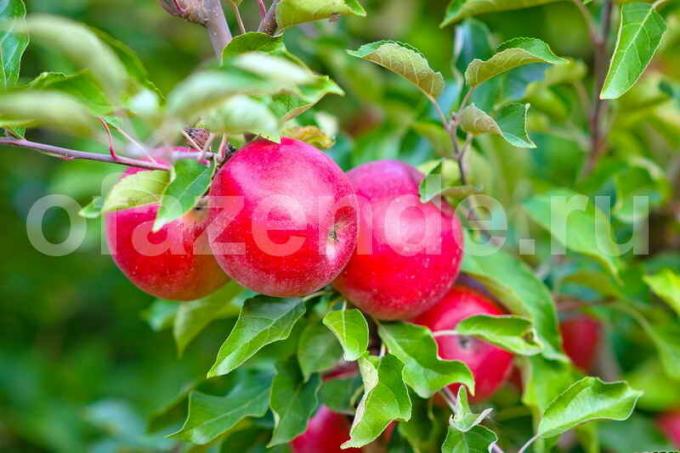 Pommes sur un arbre jeune pomme. Illustration pour un article est utilisé pour une licence standard © ofazende.ru
